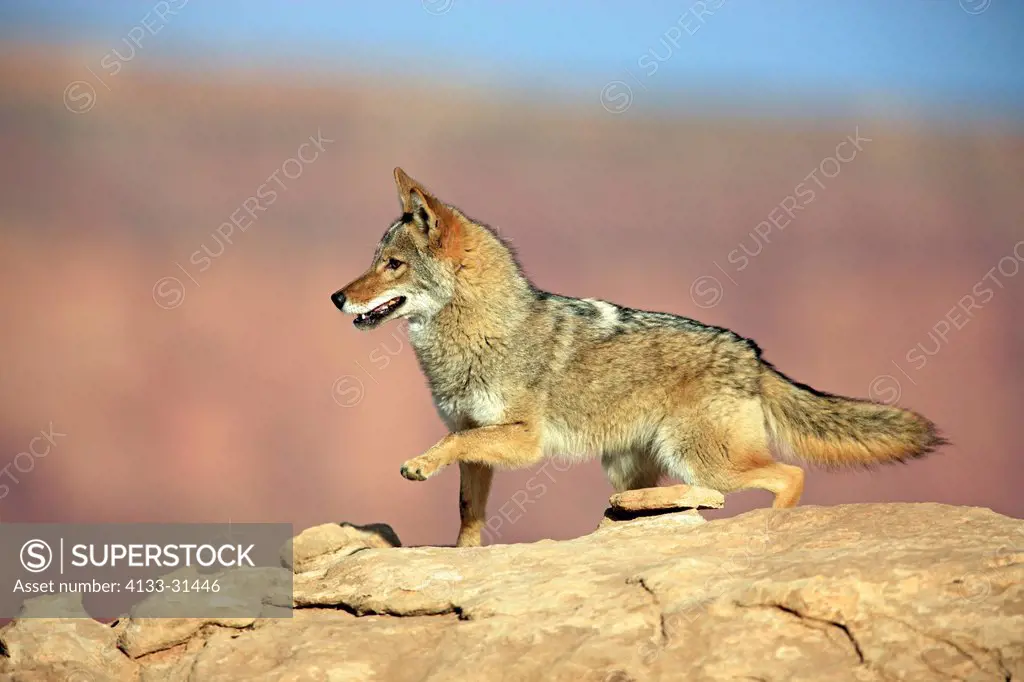 Coyote, Canis latrans, Monument Valley, Utah, USA, adult