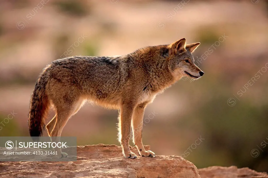 Coyote, Canis latrans, Monument Valley, Utah, USA, adult
