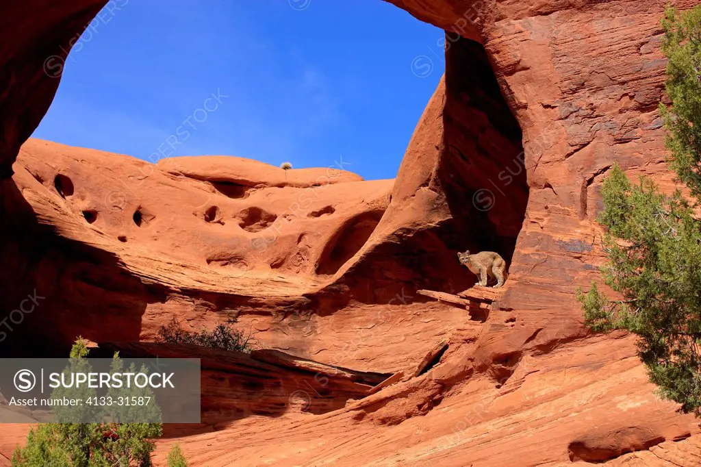Mountain Lion, Felis concolor, Monument Valley, Utah, USA, adult alert