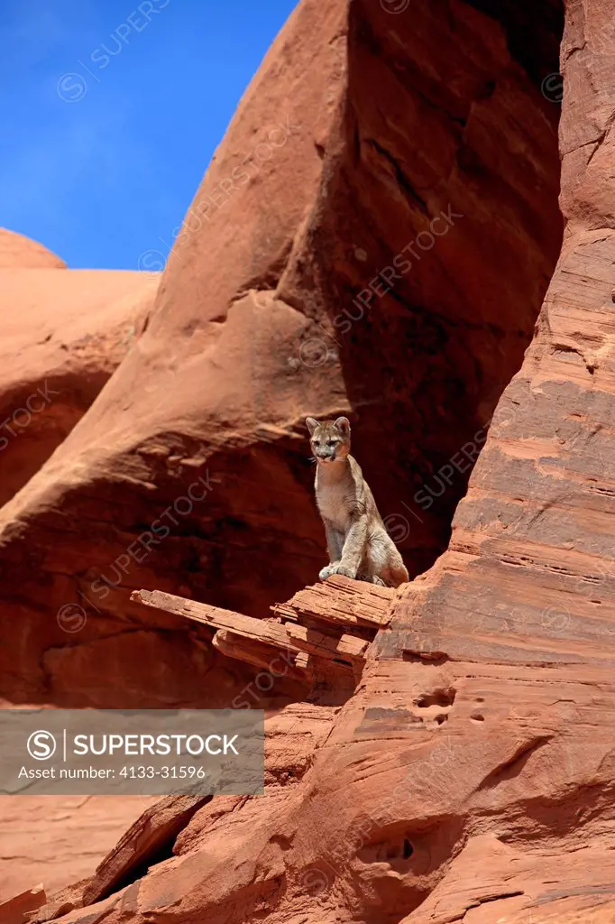Mountain Lion, Felis concolor, Monument Valley, Utah, USA, adult alert