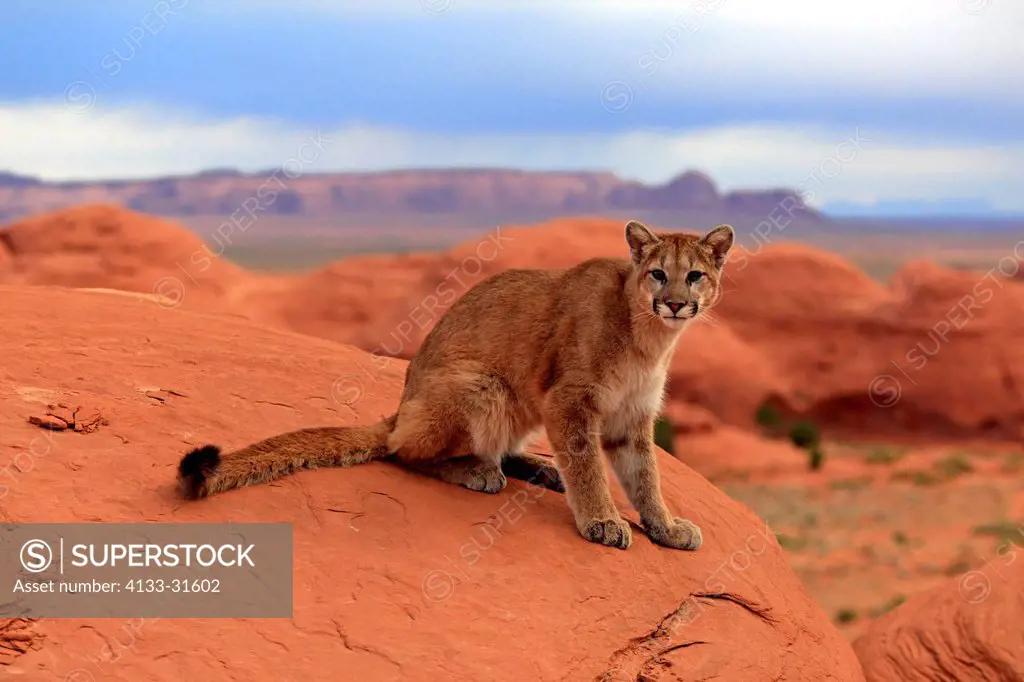 Mountain Lion, Felis concolor, Monument Valley, Utah, USA, adult on rock