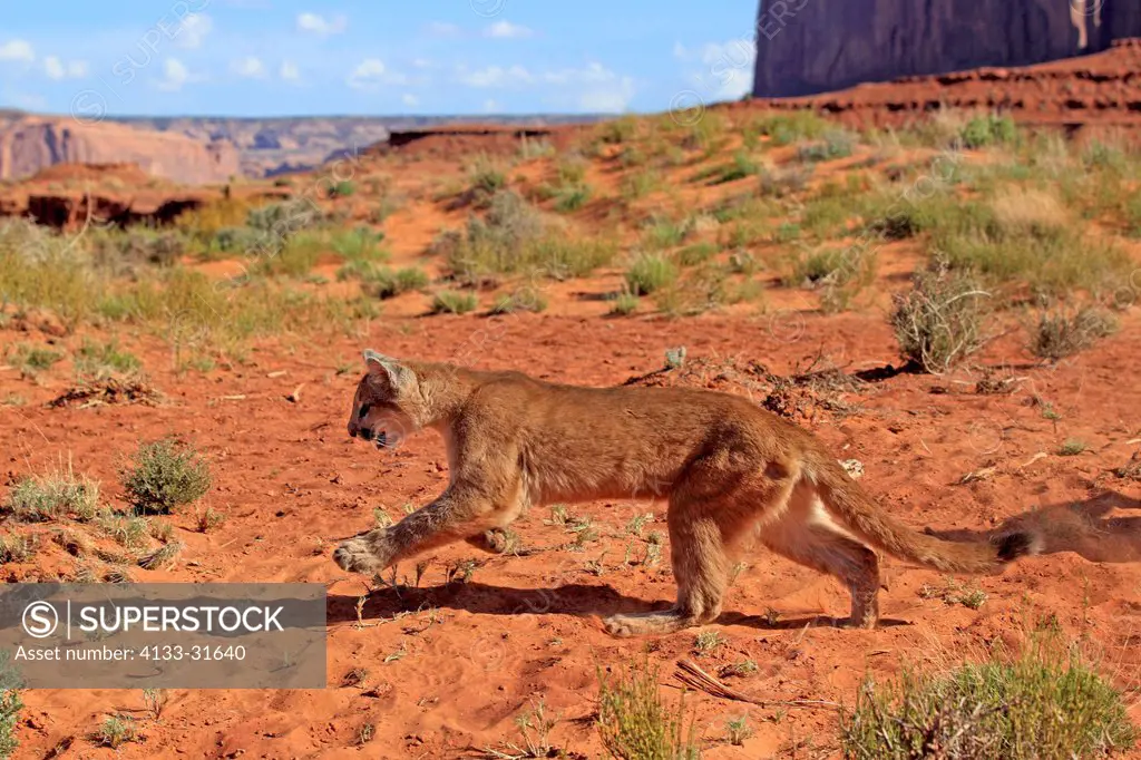 Mountain Lion, Felis concolor, Monument Valley, Utah, USA, adult stalking