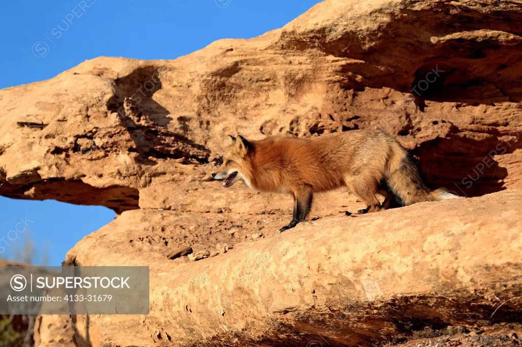 Red Fox, Vulpes vulpes, Monument Valley, Utah, USA, adult alert