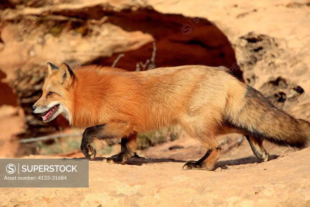 Red Fox, Vulpes vulpes, Monument Valley, Utah, USA, adult stalking