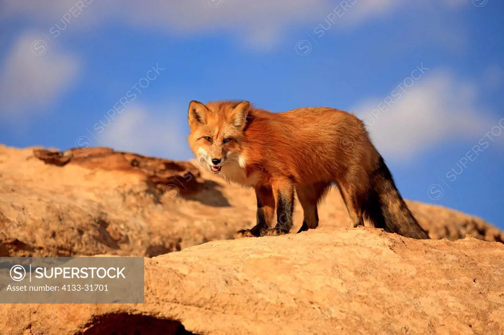 Red Fox, Vulpes vulpes, Monument Valley, Utah, USA, adult alert