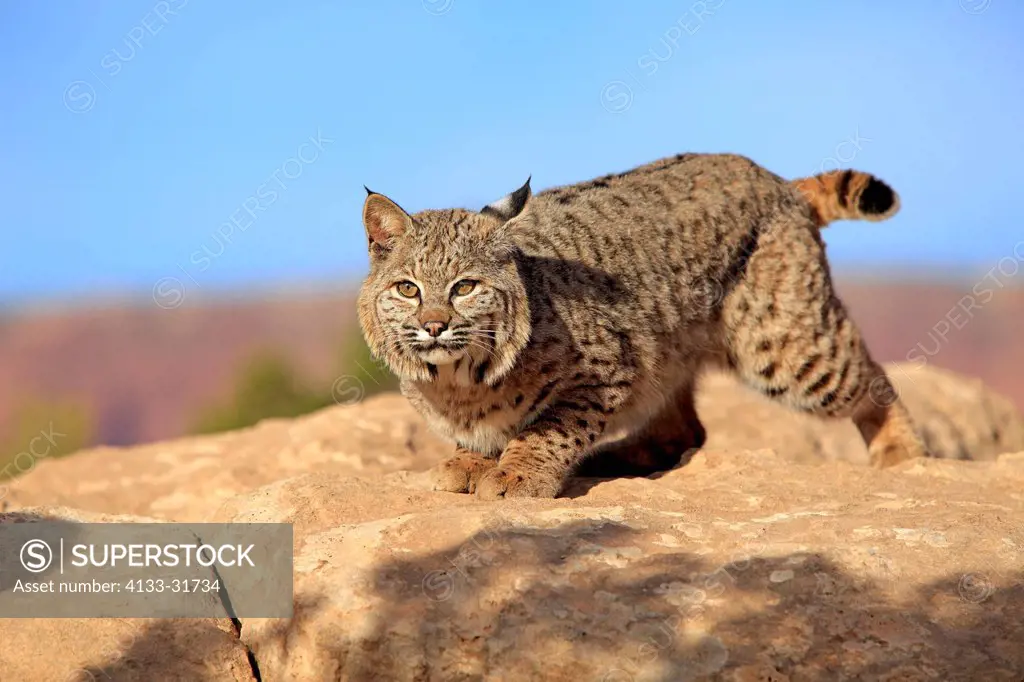 Bobcat, Lynx rufus, Monument Valley, Utah, USA, adult stalking