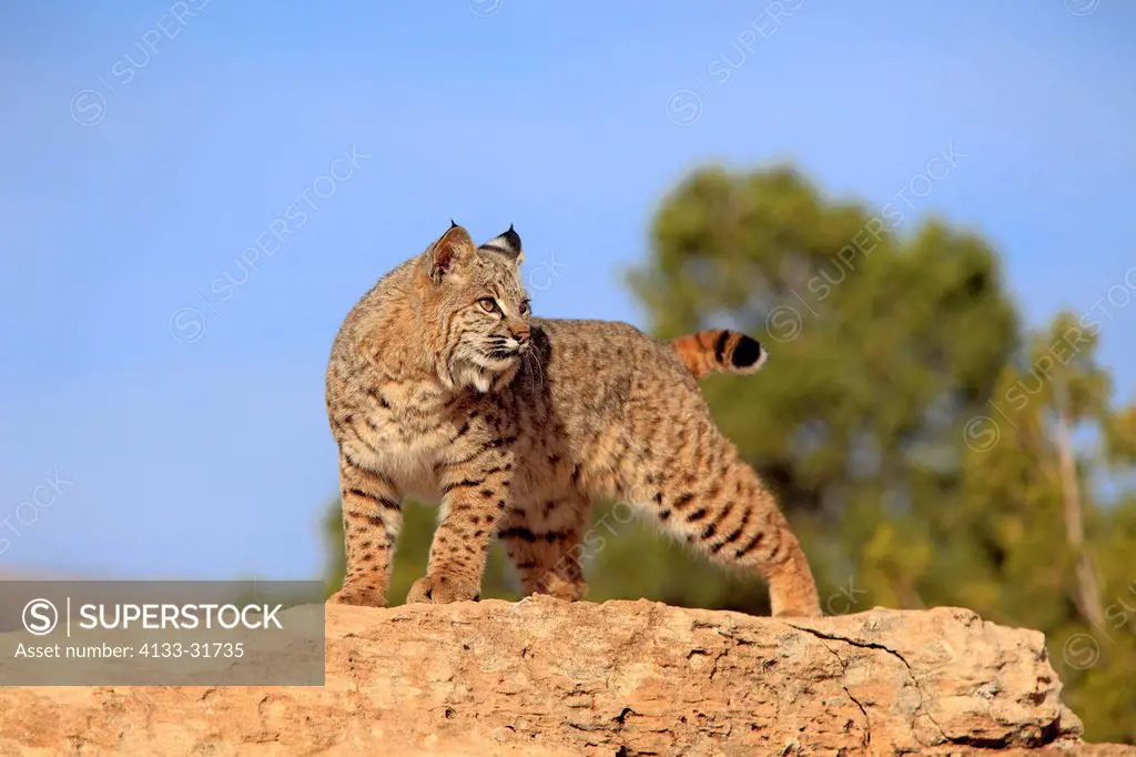 Bobcat, Lynx rufus, Monument Valley, Utah, USA, adult stalking