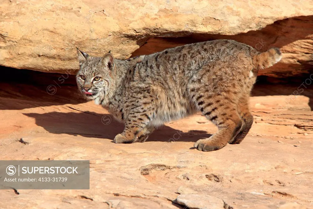 Bobcat, Lynx rufus, Monument Valley, Utah, USA, adult snarling