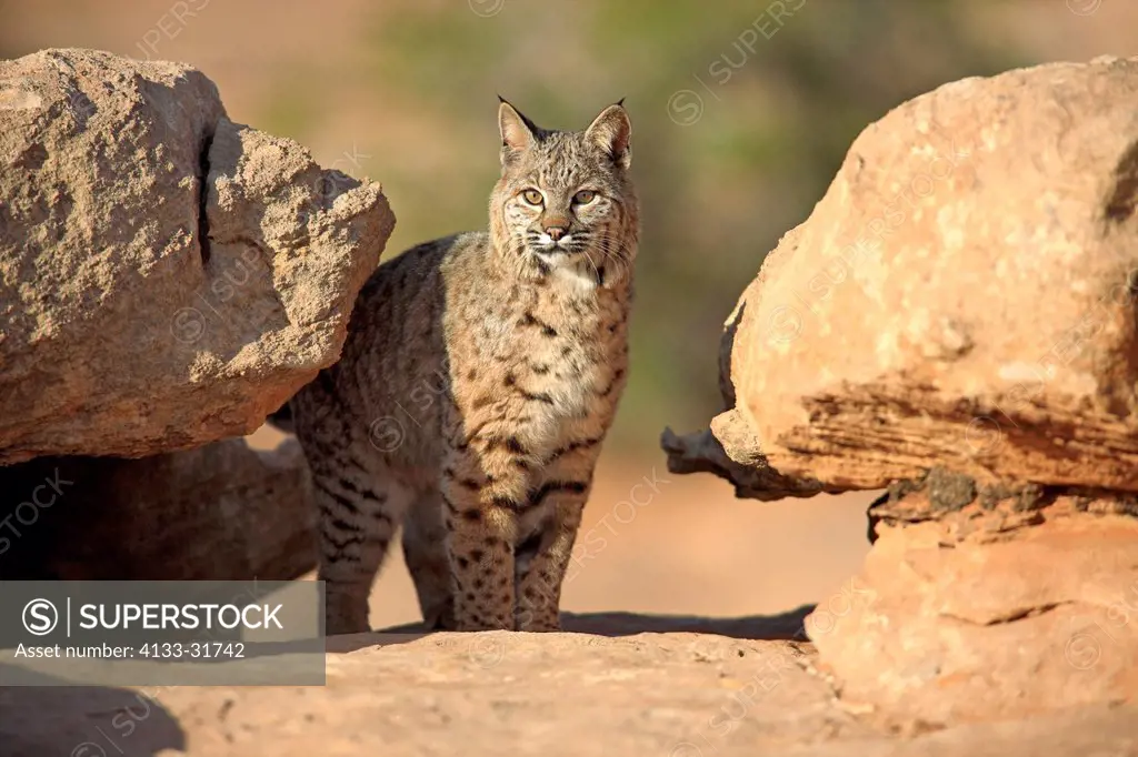 Bobcat, Lynx rufus, Monument Valley, Utah, USA, adult alert
