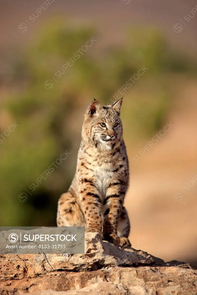 Bobcat, Lynx rufus, Monument Valley, Utah, USA, adult alert