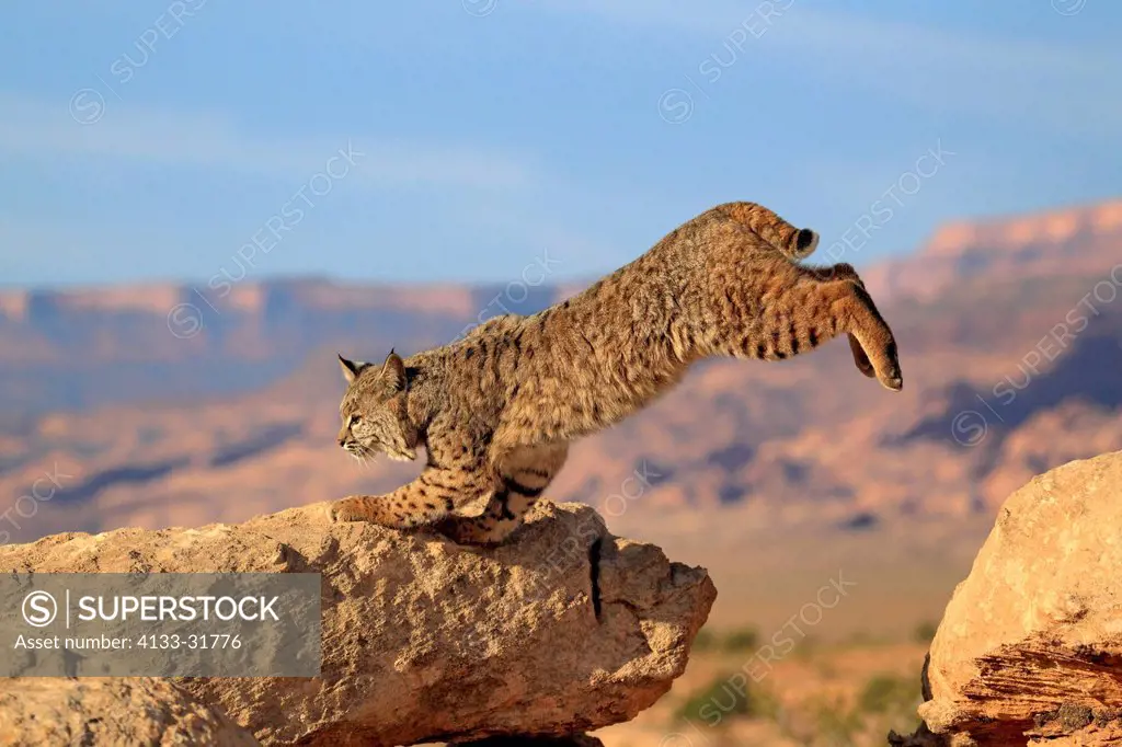 Bobcat, Lynx rufus, Monument Valley, Utah, USA, adult jumping