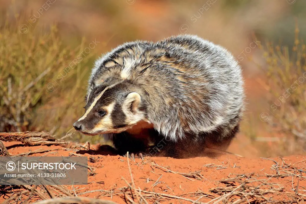 Badger, Taxidea taxus, Monument Valley, Utah, USA, adult searching for food