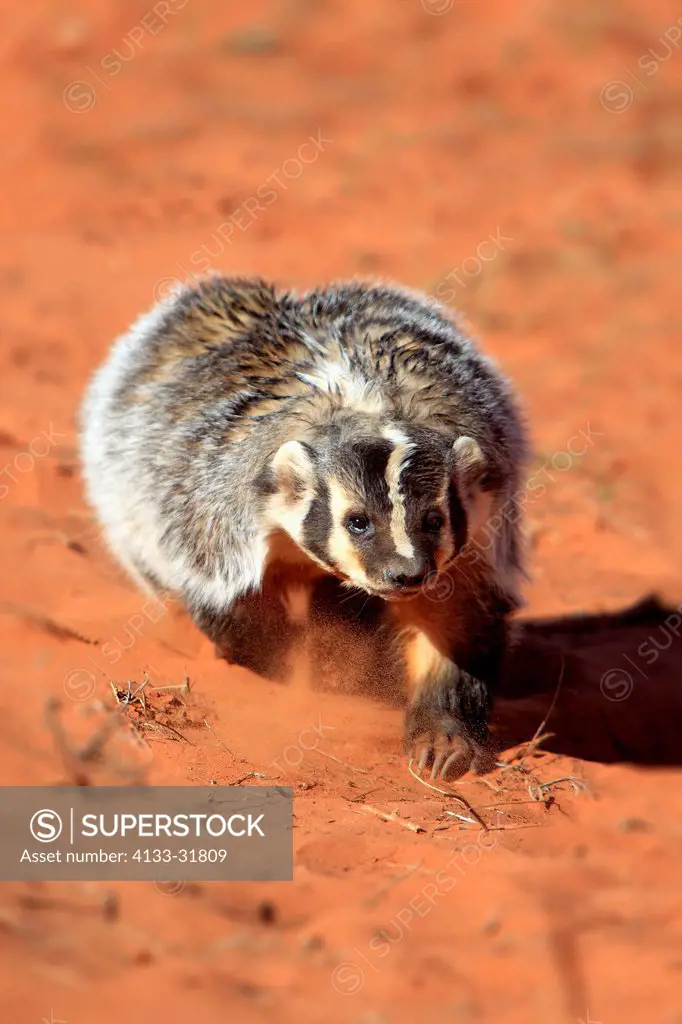 Badger, Taxidea taxus, Monument Valley, Utah, USA, adult searching for food