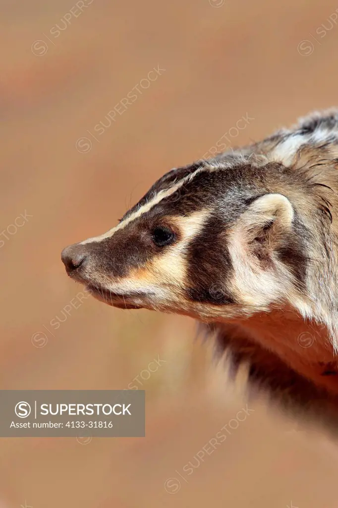 Badger, Taxidea taxus, Monument Valley, Utah, USA, adult portrait