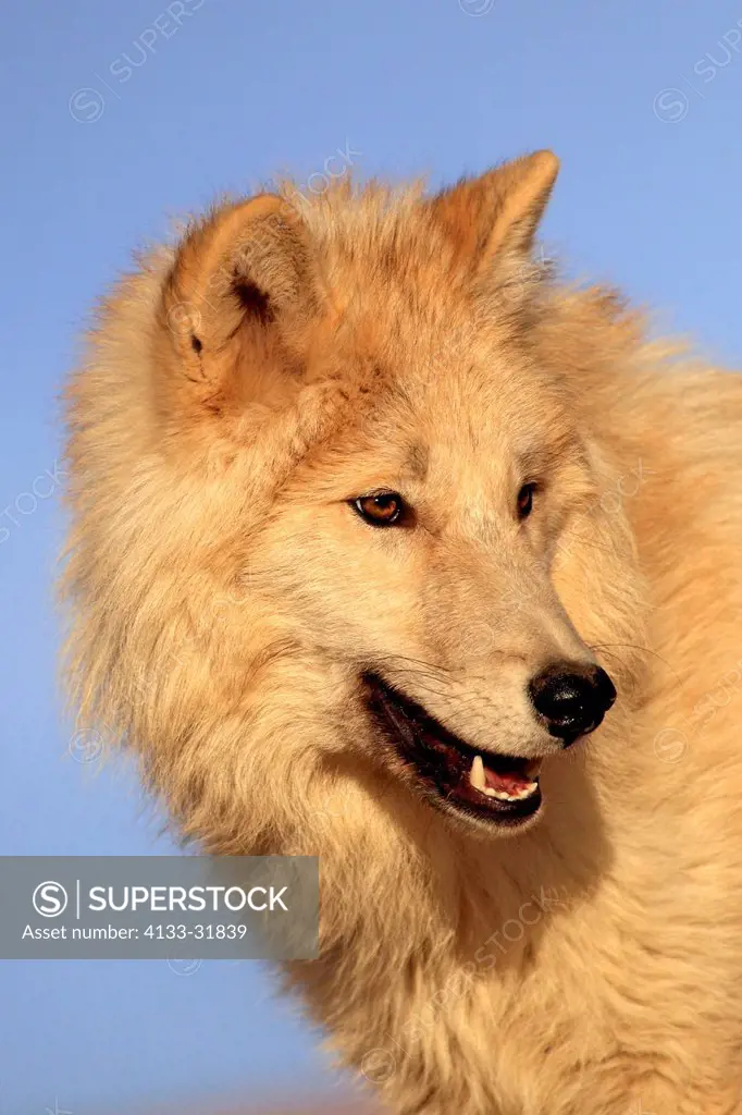 Gray Wolf, Timber Wolf, Canis lupus, Monument Valley, Utah, USA, North America, adult portrait