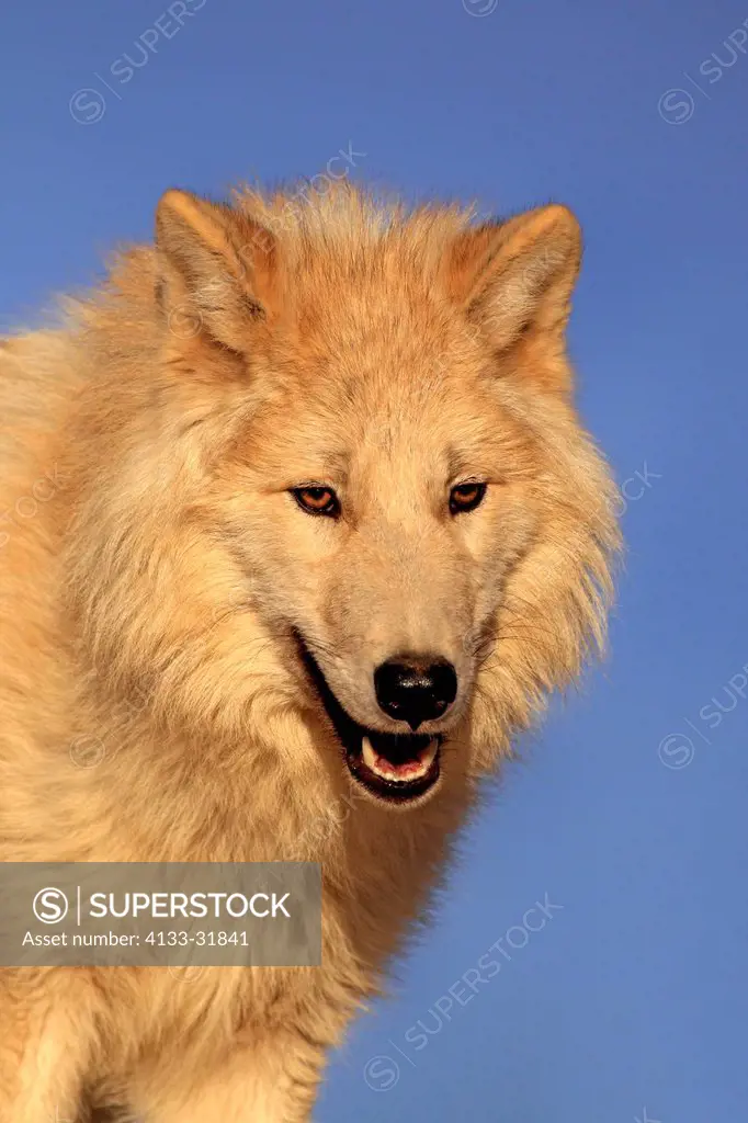 Gray Wolf, Timber Wolf, Canis lupus, Monument Valley, Utah, USA, North America, adult portrait