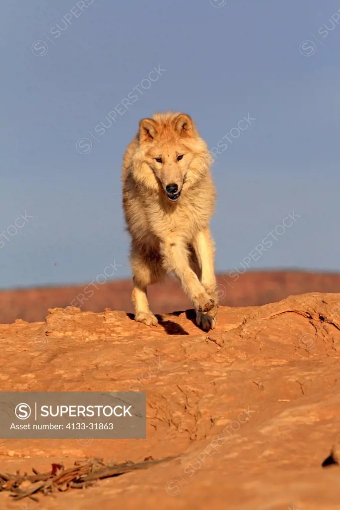 Gray Wolf, Timber Wolf, Canis lupus, Monument Valley, Utah, USA, North America, adult stalking