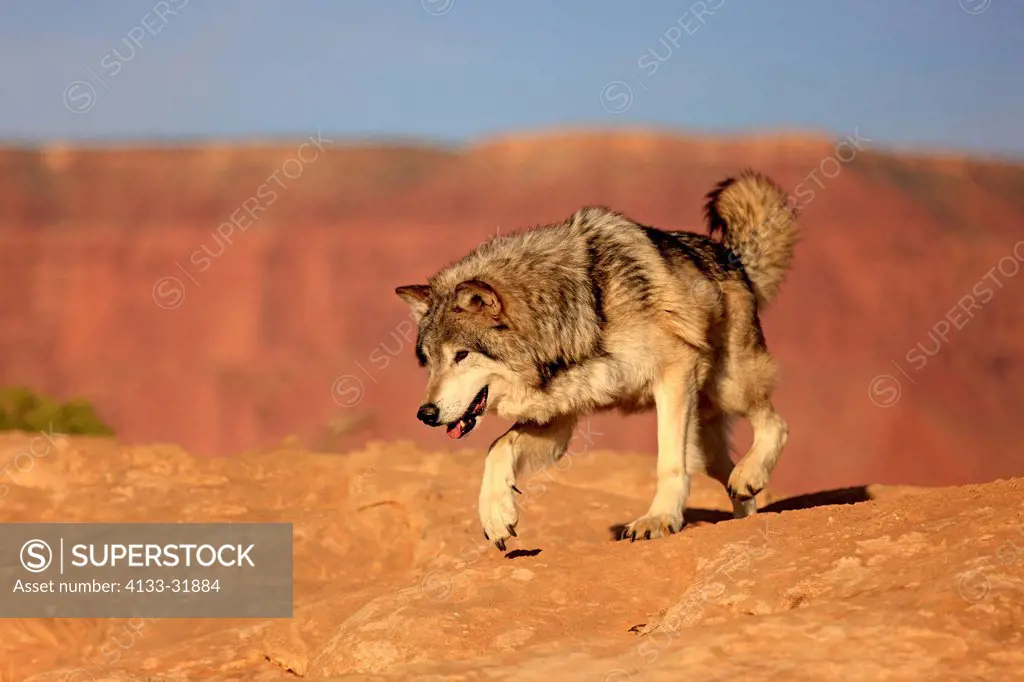 Gray Wolf, Timber Wolf, Canis lupus, Monument Valley, Utah, USA, North America, adult stalking