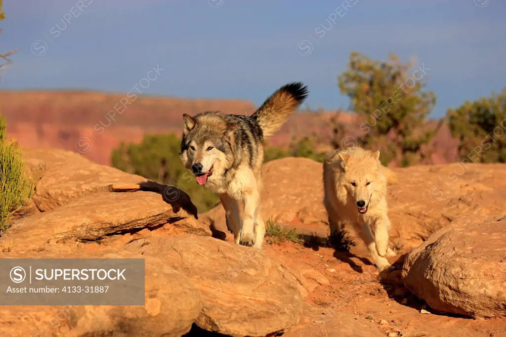 Gray Wolf, Timber Wolf, Canis lupus, Monument Valley, Utah, USA, North America, adult couple running
