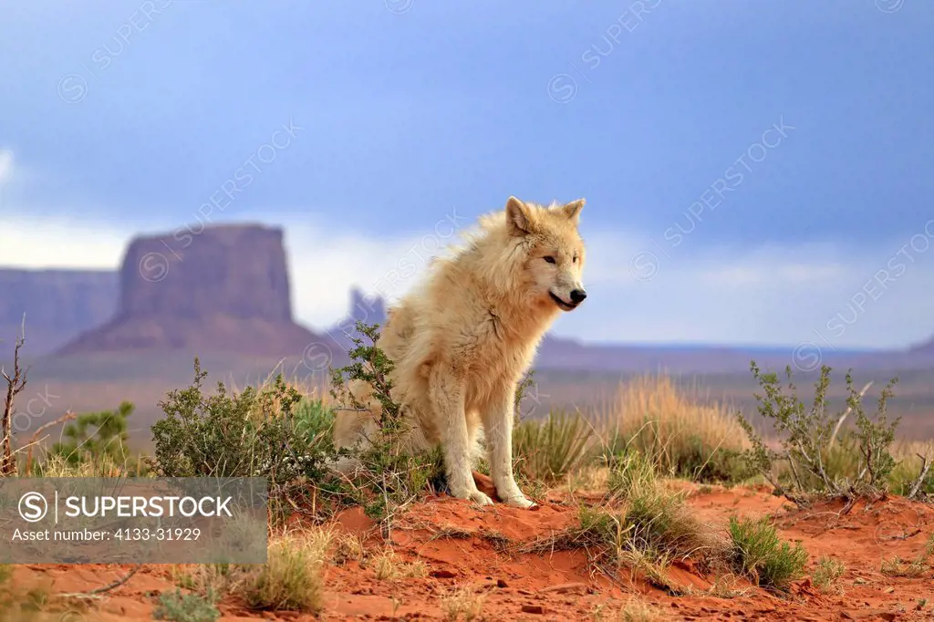 Gray Wolf, Timber Wolf, Canis lupus, Monument Valley, Utah, USA, North America, adult alert