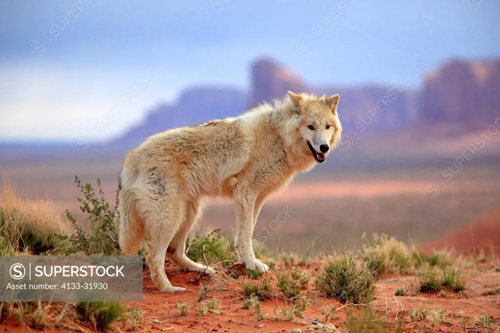 Gray Wolf, Timber Wolf, Canis lupus, Monument Valley, Utah, USA, North America, adult alert