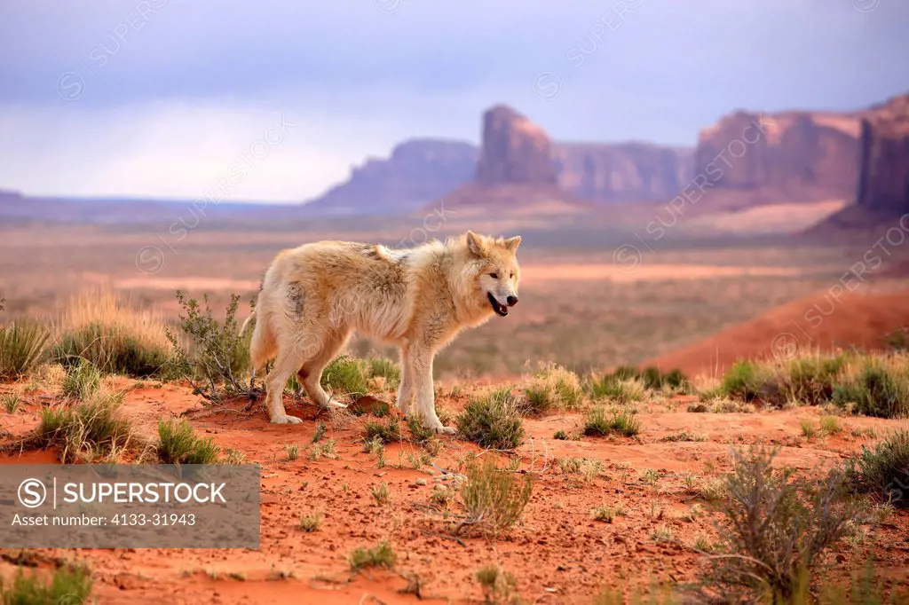 Gray Wolf, Timber Wolf, Canis lupus, Monument Valley, Utah, USA, North America, adult