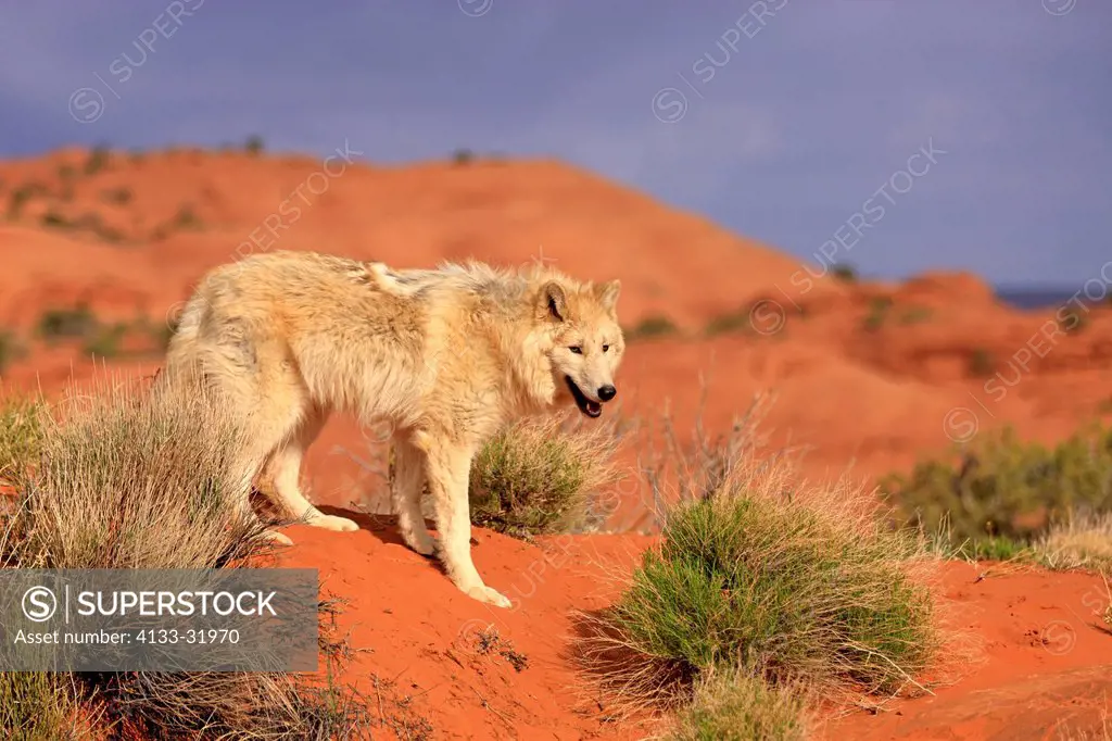 Gray Wolf, Timber Wolf, Canis lupus, Monument Valley, Utah, USA, North America, adult