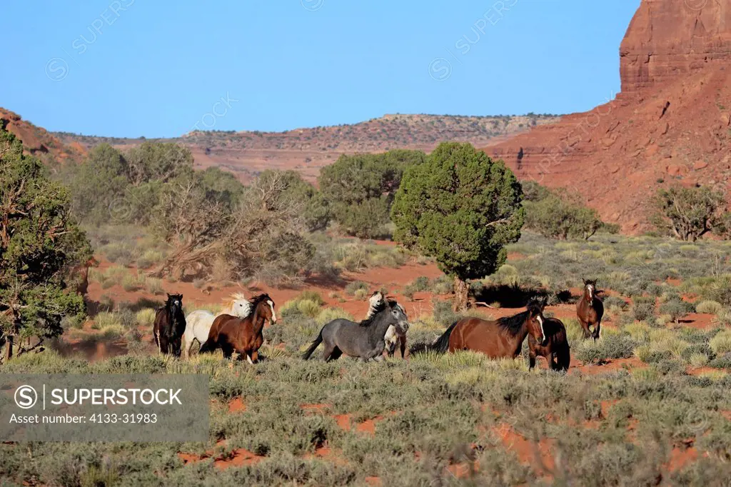 Mustang, Equus caballus, Monument Valley, Utah, USA, Northamerica, group