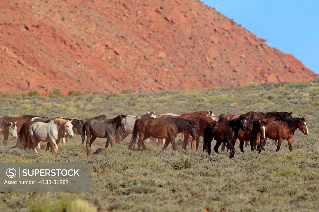 Mustang, Equus caballus, Monument Valley, Utah, USA, Northamerica, group