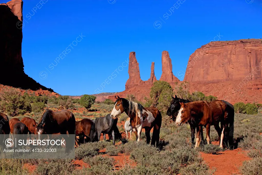 Mustang, Equus caballus, Monument Valley, Utah, USA, Northamerica, group