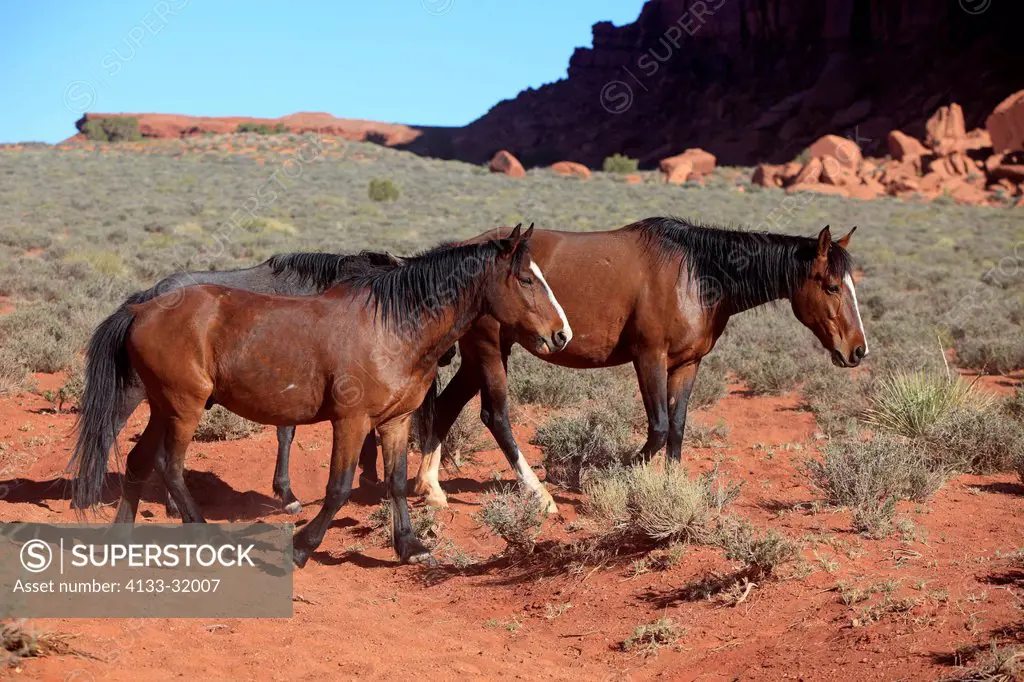 Mustang, Equus caballus, Monument Valley, Utah, USA, Northamerica, two adults