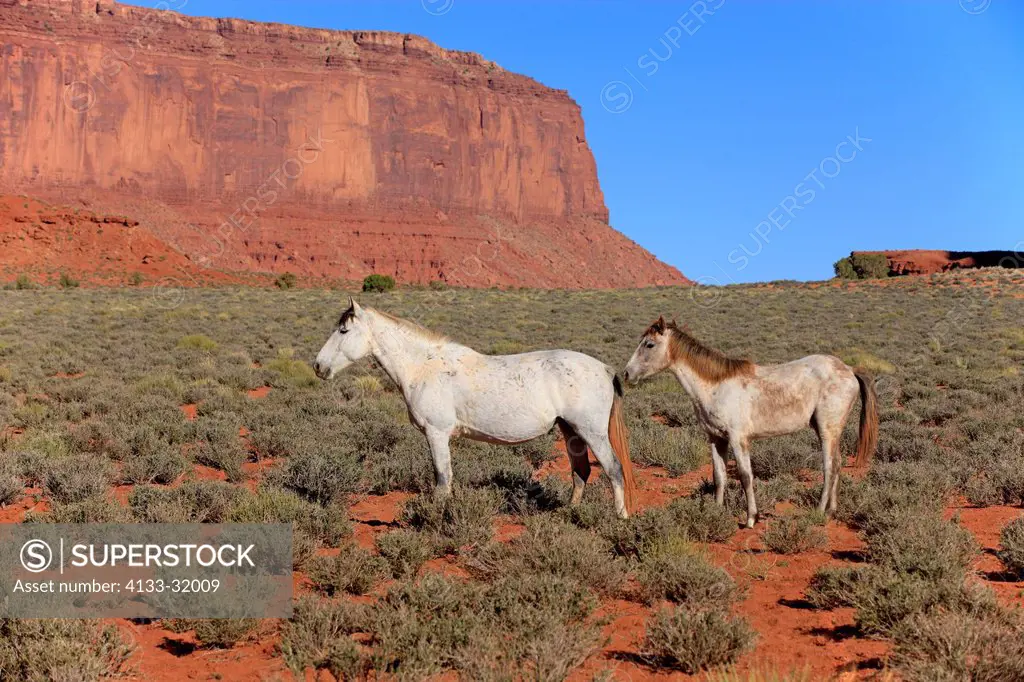 Mustang, Equus caballus, Monument Valley, Utah, USA, Northamerica, two adults