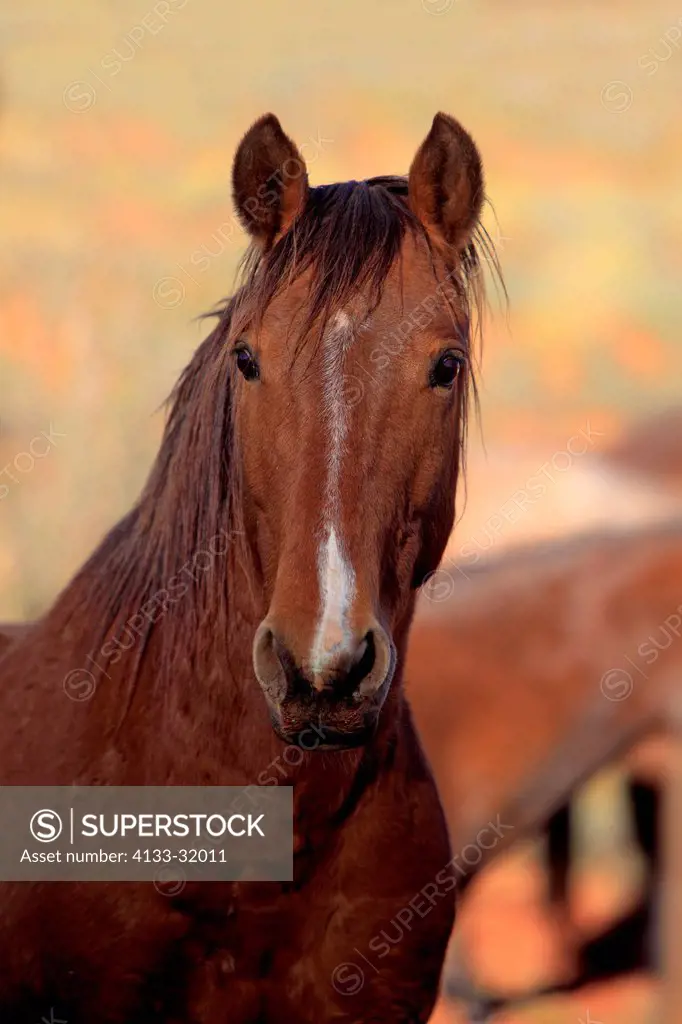 Mustang, Equus caballus, Monument Valley, Utah, USA, Northamerica, adult portrait