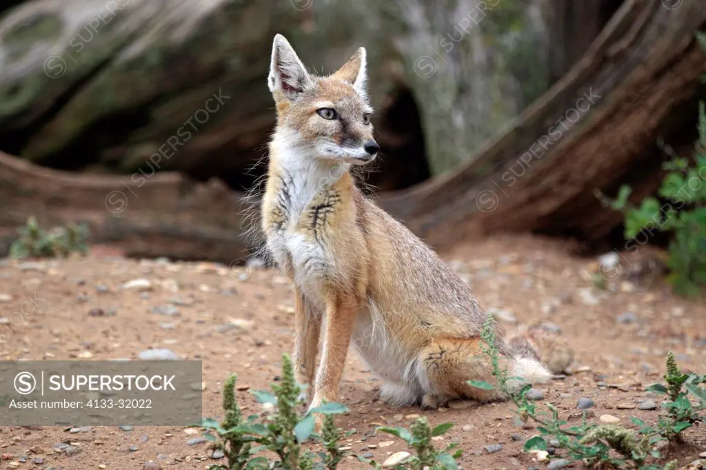 Corsac Fox, Vulpes corsac, Asia, adult alert