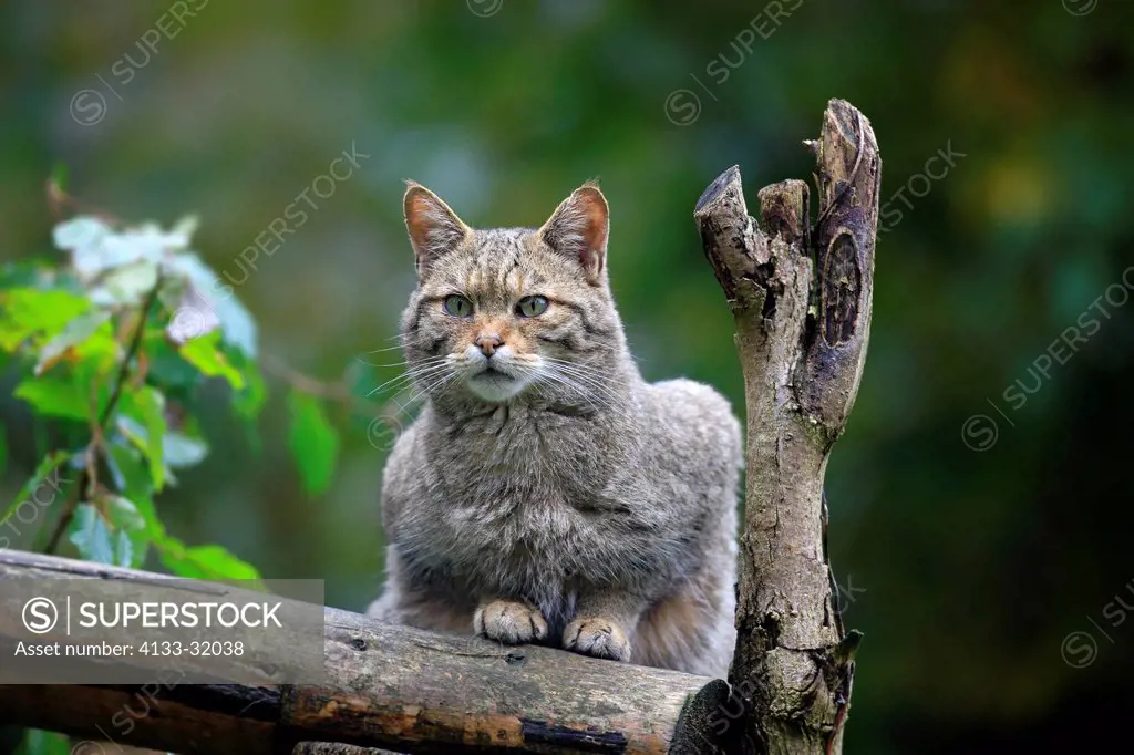 Wildcat, Felis silvestris, Germany, Europe, adult alert