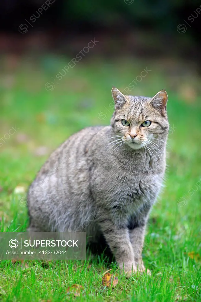 Wildcat, Felis silvestris, Germany, Europe, adult alert