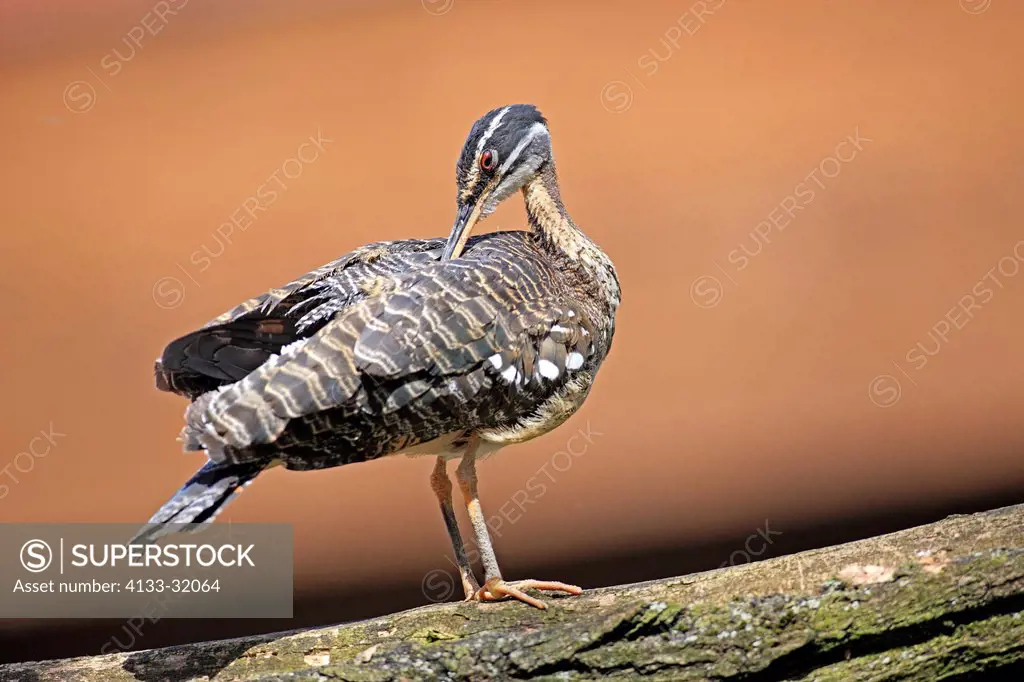 Sunbittern, Eurypyga helias, South America, adult cleans feathers