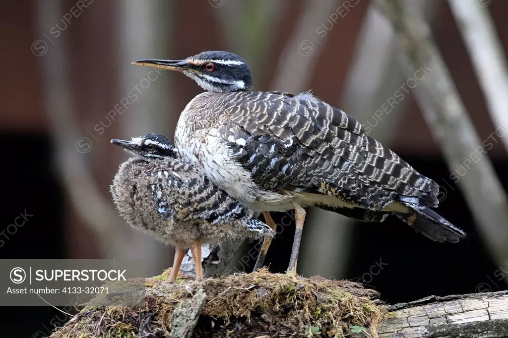 Sunbittern, Eurypyga helias, South America, adult with young on nest