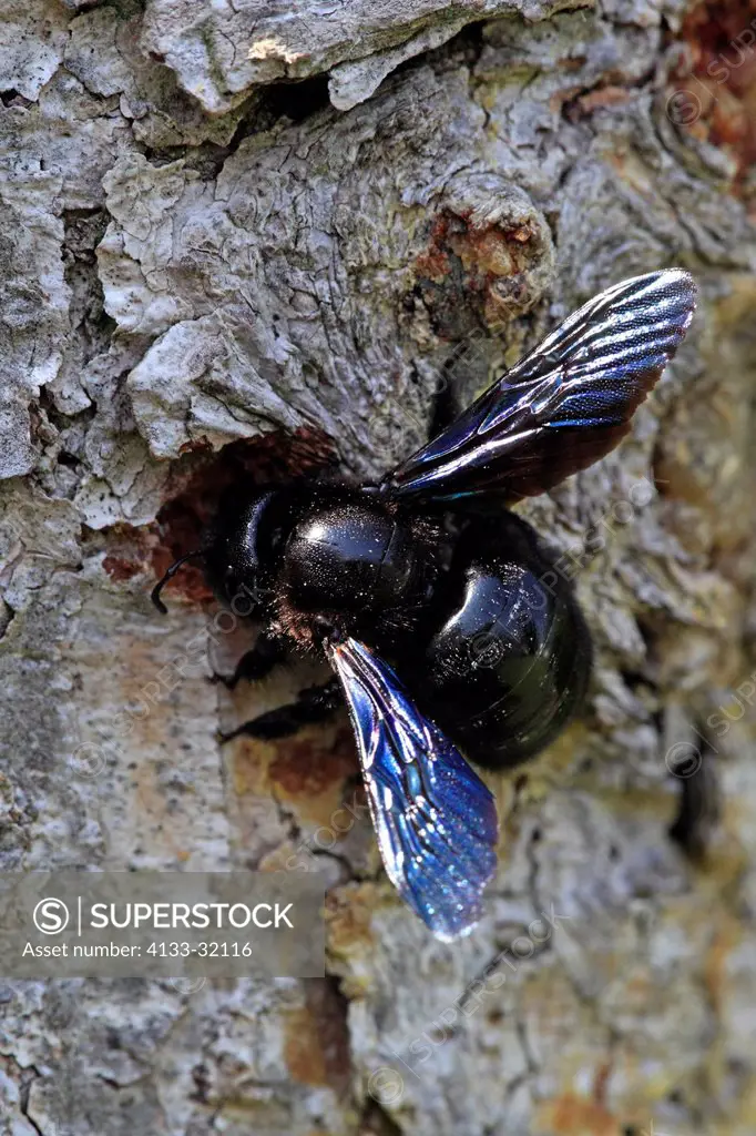 Violet Carpenter Bee, Xylocopa violacea, Ellerstadt, Germany, Europe, at nest