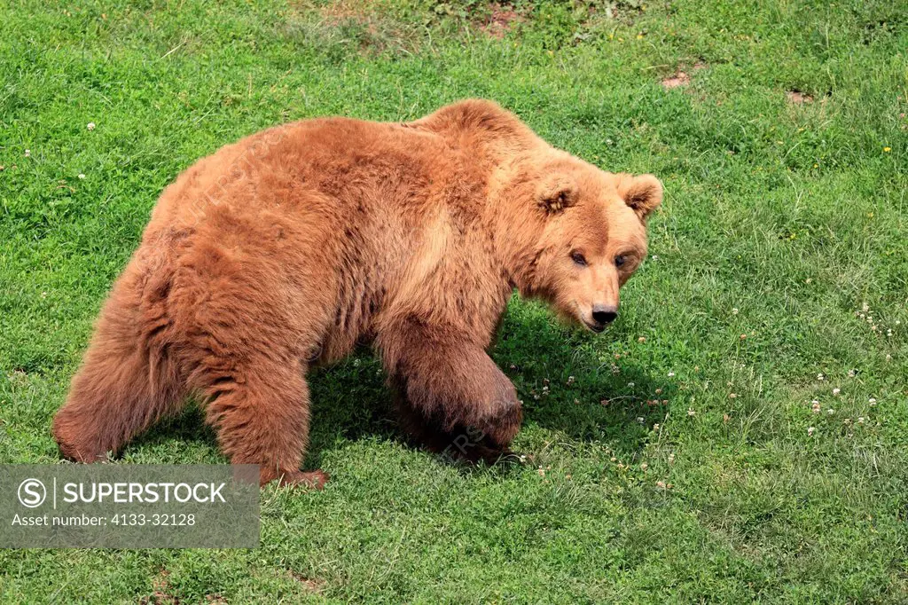 Brown Bear, Ursus arctos, Baden_Wuerttemberg, Germany, Europe, adult female walking