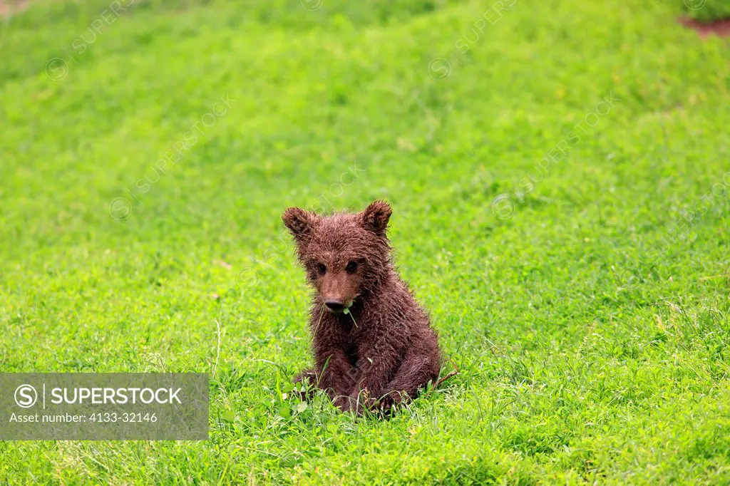 Brown Bear, Ursus arctos, Baden_Wuerttemberg, Germany, Europe, young feeding