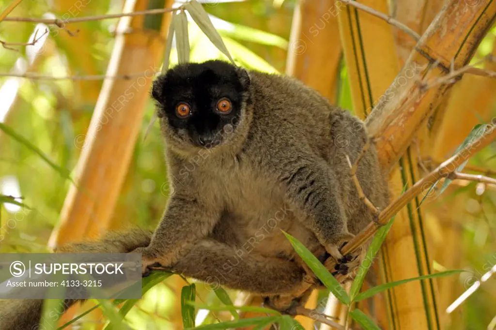 Common Brown Lemur, Eulemur fulvus fulvus, Madagascar, adult male on tree