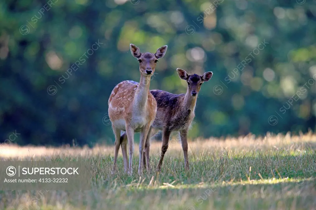 Fallow Deer, Cervus dama, Hesse, Germany, Europe, adult female with young