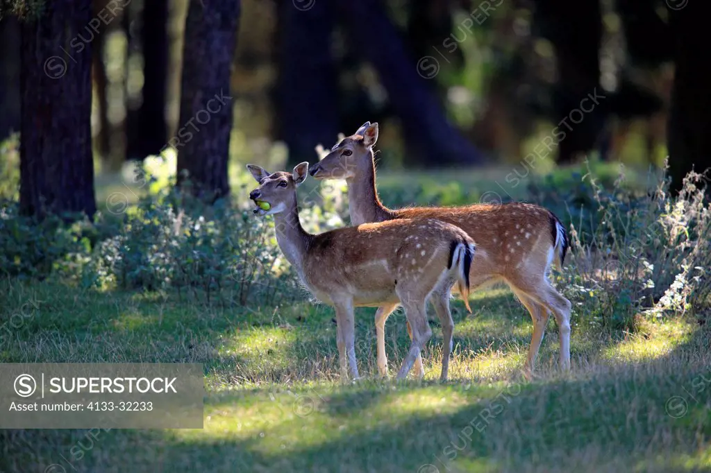 Fallow Deer, Cervus dama, Hesse, Germany, Europe, two adult females