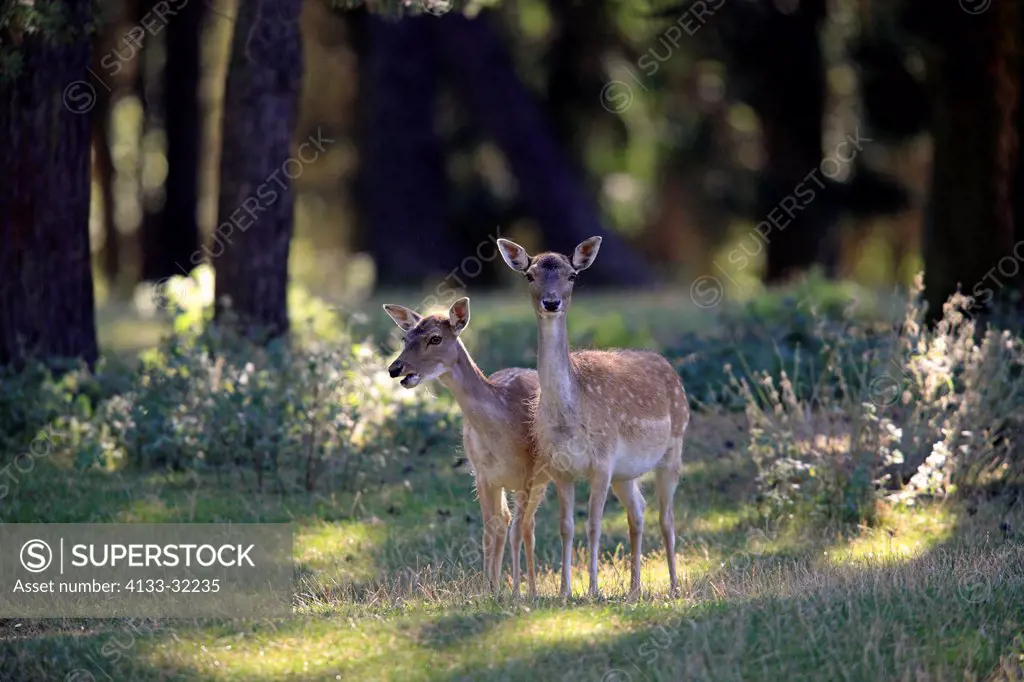 Fallow Deer, Cervus dama, Hesse, Germany, Europe, two adult females