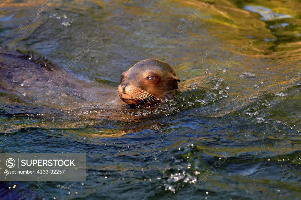 Californian Sea Lion, Zalophus californianus, North America, adult female in water
