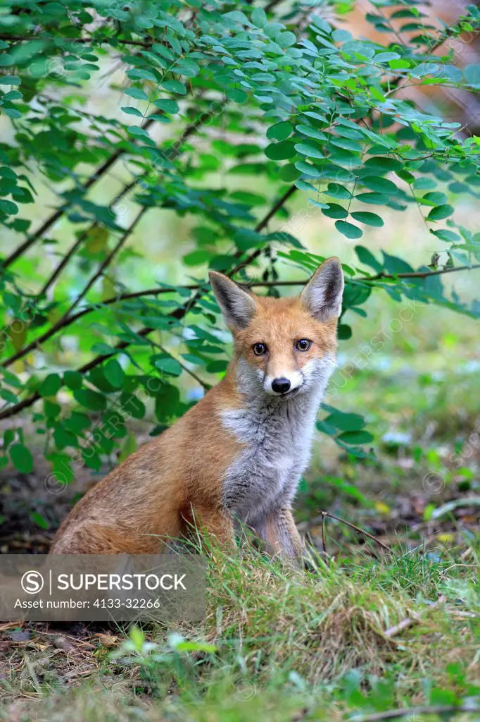 Red Fox, Vulpes vulpes, Germany, Europe, adult alert