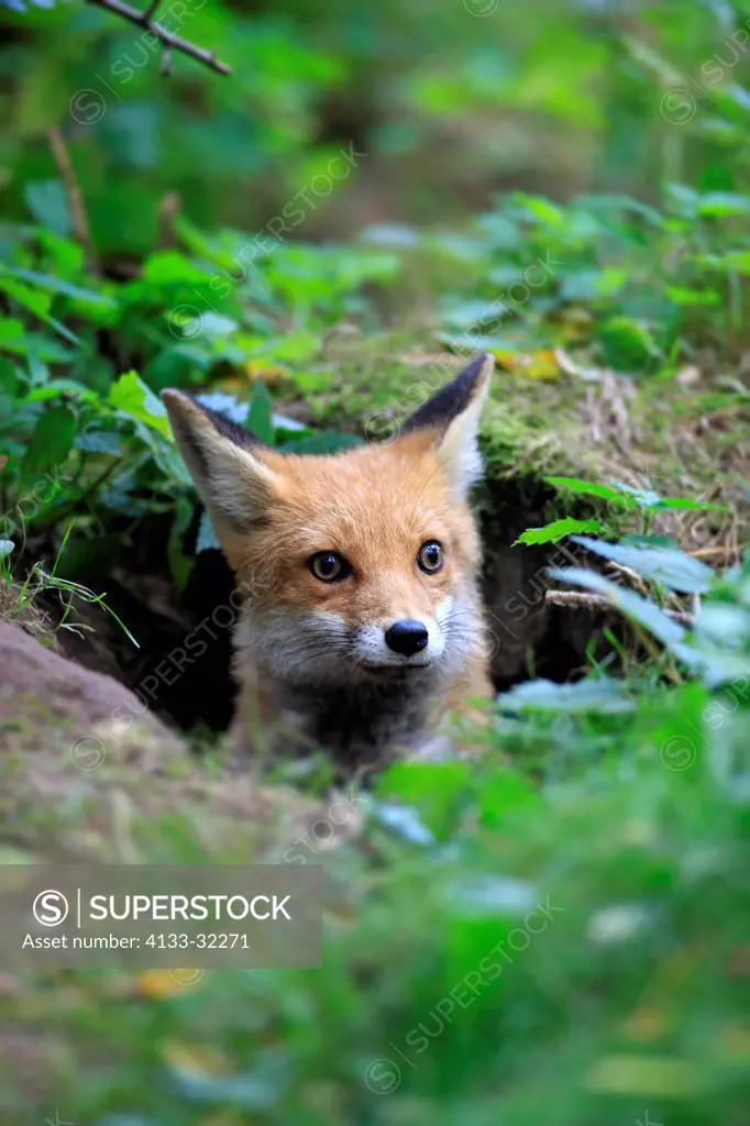Red Fox, Vulpes vulpes, Germany, Europe, adult portrait alert