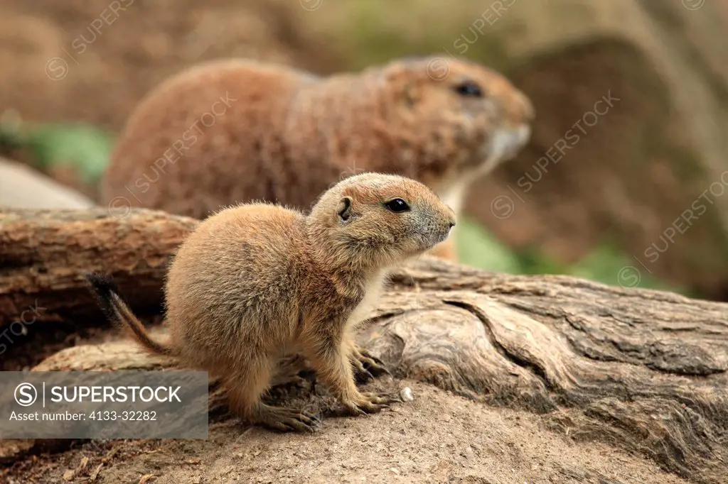 Black Tailed Prairie Dog, Cynomys ludovicianus, North America, young