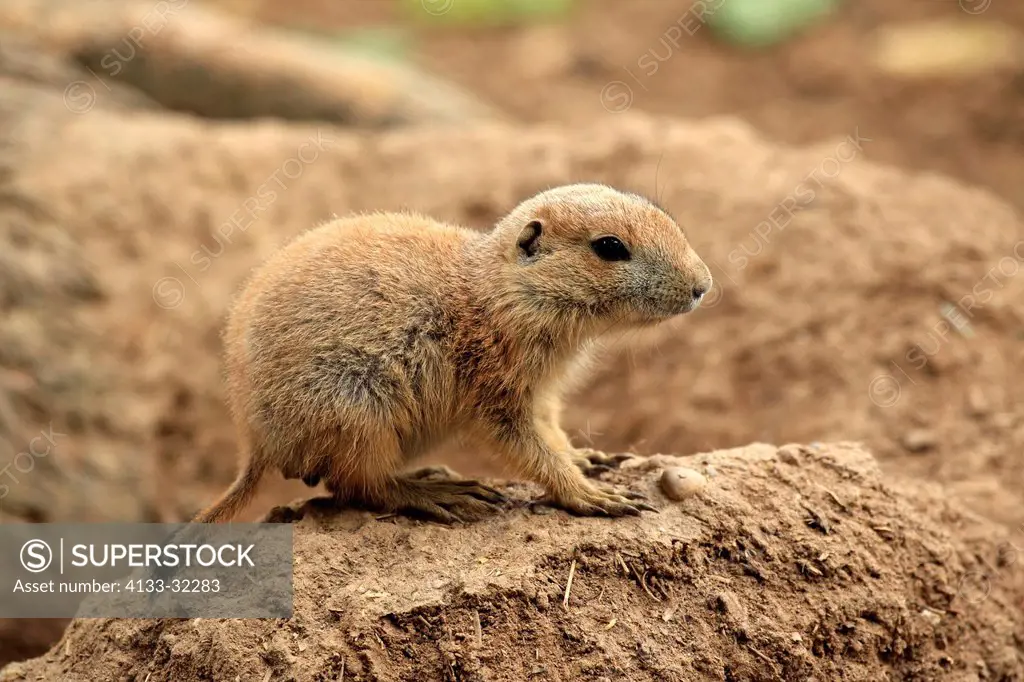 Black Tailed Prairie Dog, Cynomys ludovicianus, North America, young